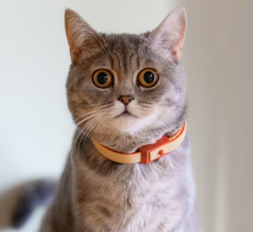 Tabby Cat